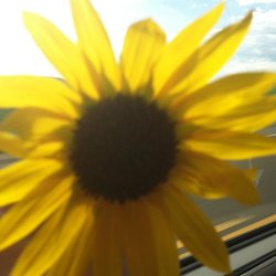 Southside Plants And Produce
