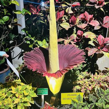 Midsummer Night's gleam - The Rare Corpse Flower - unique smell! Only blooms every 7-10 years - Festivals Near Me - Honolulu, Hawaii Midsummer Night's gleam - The Rare Corpse Flower - unique smell! Only blooms every 7-10 years - Festivals Near Me - Honolulu, Hawaii