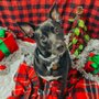 Photo of The Paw Mankato