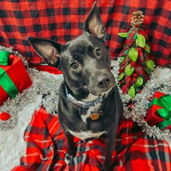The Paw Mankato - Freya's 2022 Christmas Photo taken at The Paw