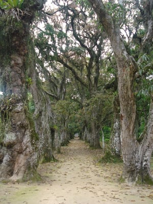 Botanical Garden of Rio de Janeiro by null