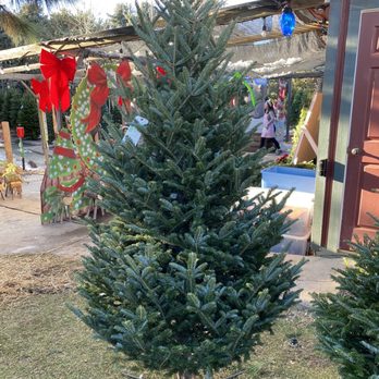 Tree Town Wonderland - Christmas Trees Near Me - Denver, Colorado Tree Town Wonderland - Christmas Trees Near Me - Denver, Colorado