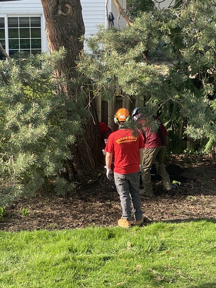 Parks Tree - tree service in Eastlake, OH