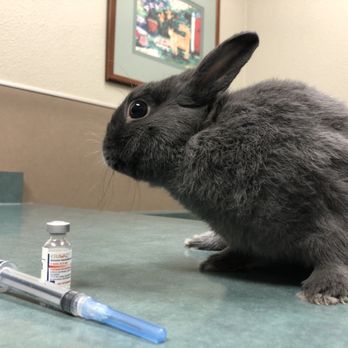 Redding Veterinary Clinic - Veterinarians Near Me - Redding, California Redding Veterinary Clinic - Veterinarians Near Me - Redding, California