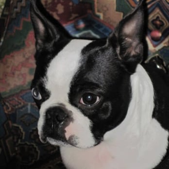 St. Francis Animal Clinic - Myrtle - Veterinarians Near Me - Naples, Florida