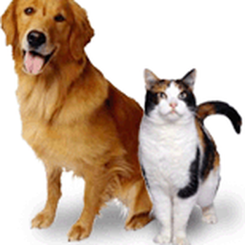 All Purrs & Paws - Pet Sitting Near Me - Santa Rosa, California All Purrs & Paws - Pet Sitting Near Me - Santa Rosa, California