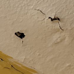 Piedmont Wildlife & Pest Management - Animal gnawed through bathroom ceiling in a couple of places.