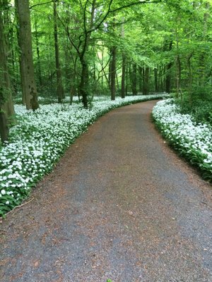 Het Amsterdamse Bos by null