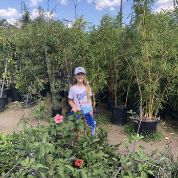 Mimosa Nursery - So many unique species! - Nurseries & Gardening Near Me - Los Angeles, California Mimosa Nursery - So many unique species! - Nurseries & Gardening Near Me - Los Angeles, California