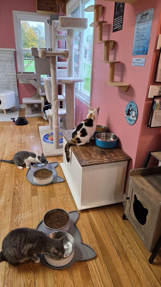 Food from Whiskers Catnip Cottage