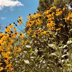 Mountain Creek Park - Black-eyed Susans