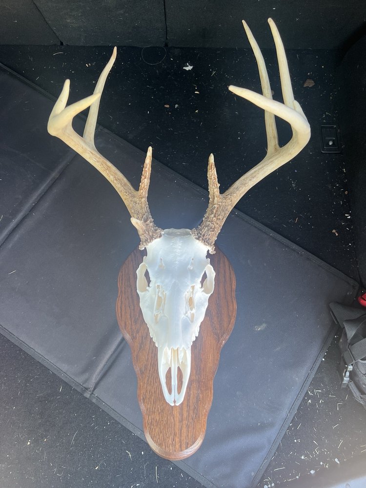 Belmar's Taxidermy - taxidermy in Barnhart, MO