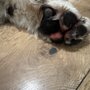 Woof Gang Bakery & Grooming
