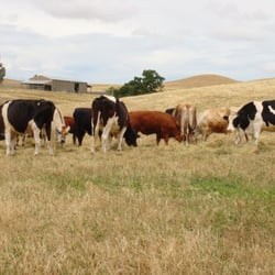 Farm Sanctuary
