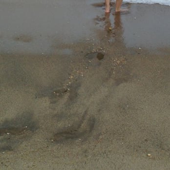Gunnison Beach - Big shells - Beaches Near Me
