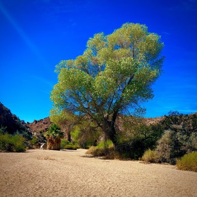 Cottonwood Spring by null