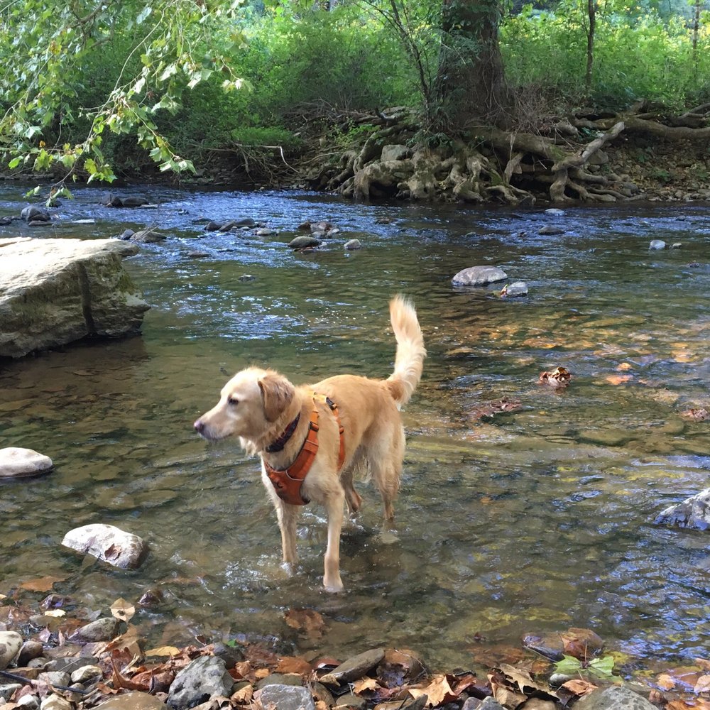 The Best 10 Campgrounds near Creeper Trail Campground in Whitetop, VA