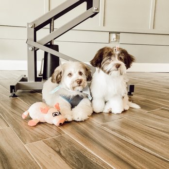 City Dog Spa & Boutique - Pet Groomers Near Me - Montclair, New Jersey City Dog Spa & Boutique - Pet Groomers Near Me - Montclair, New Jersey
