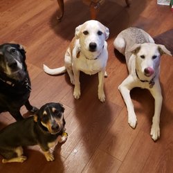 Buck Road Animal Hospital