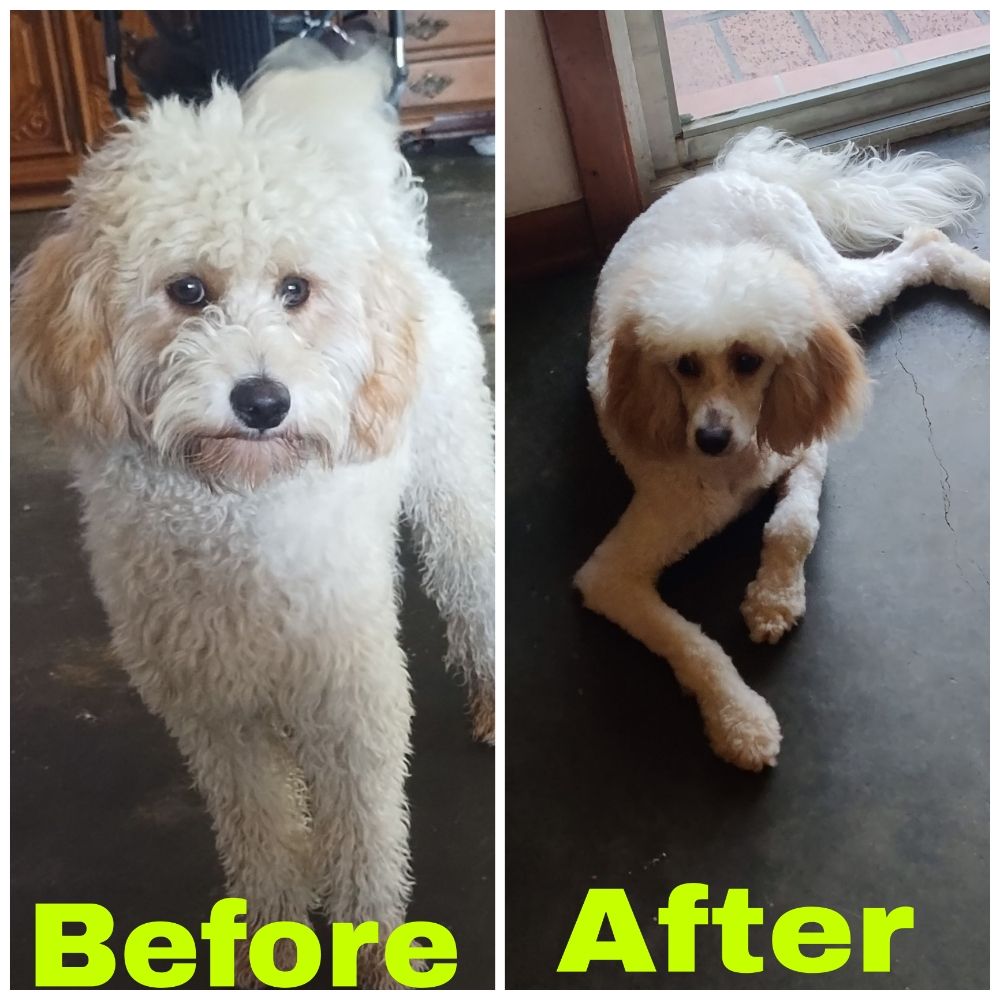 Send Rover Over - pet boarding facility in Reserve, LA