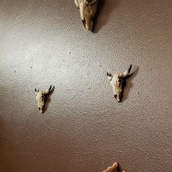 Pablo's Steaks & More - Arizona's tiny bulls.