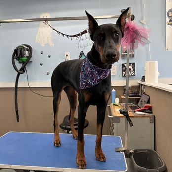 Beau's Bath House & Doggie Spa - Pet Groomers Near Me - Denton, Texas Beau's Bath House & Doggie Spa - Pet Groomers Near Me - Denton, Texas