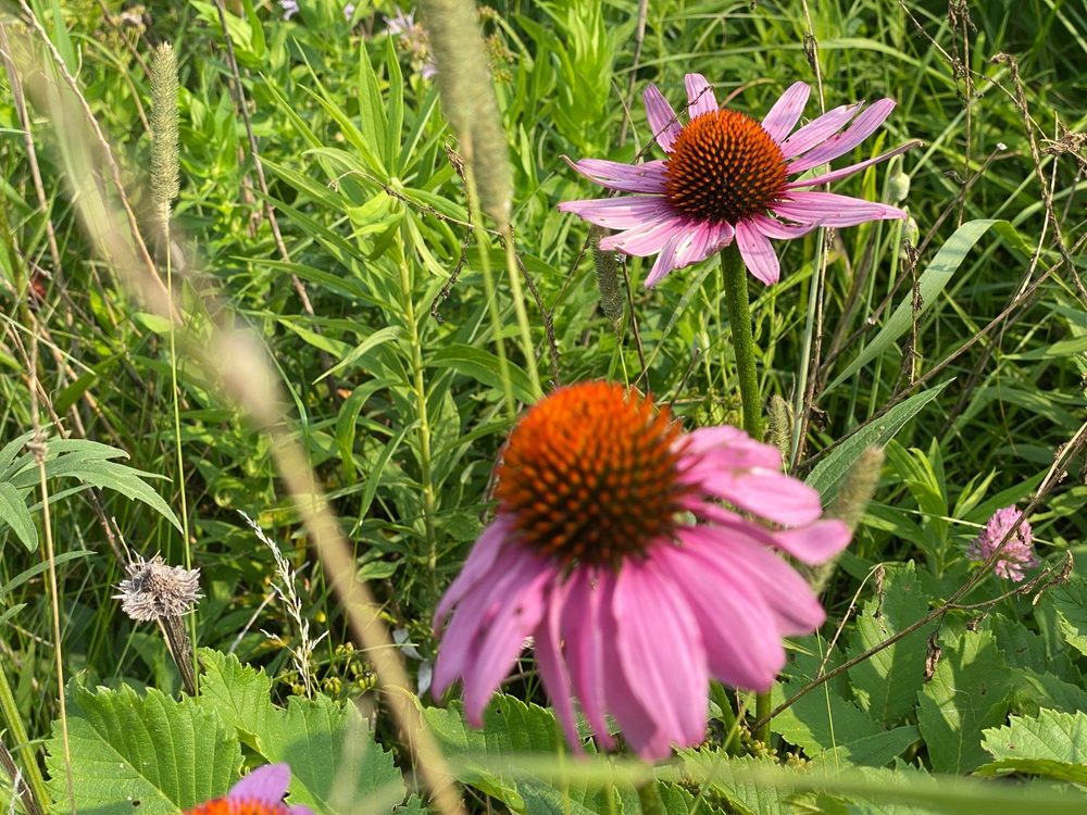 TIMBER RIDGE FOREST PRESERVE Updated October 2024 39 Photos