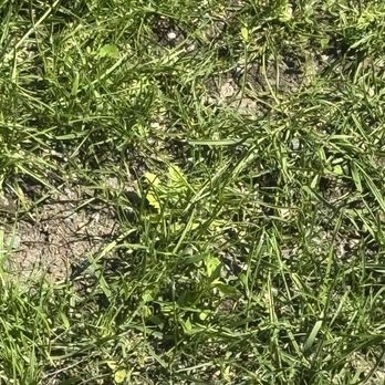 Mar Landscaping & Construction - Front yard / bare patches and weeds - Tree Services Near Me Mar Landscaping & Construction - Front yard / bare patches and weeds - Tree Services Near Me