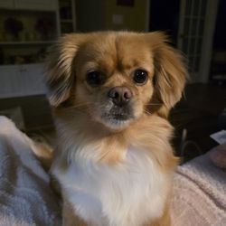 Bath and Bark Grooming - Rosie looking cute after going to Kelsey at Bath & Bark.