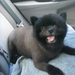 My Puppah, coming home from groomer.  Teddy Bear Pom, tight cut.