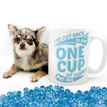 Hollywood Chis - Pet Breeders Near Me Hollywood Chis - Pet Breeders Near Me