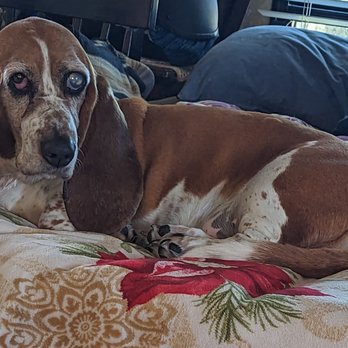 Summit Veterinary Hospital - My Brother's dog - Veterinarians Near Me - Princeton, Texas Summit Veterinary Hospital - My Brother's dog - Veterinarians Near Me - Princeton, Texas