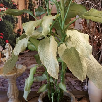 Upland Flowers - big plant by the register - Florists Near Me - Upland, California Upland Flowers - big plant by the register - Florists Near Me - Upland, California