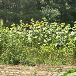Bush-N-Vine - Lake Wylie - Sunflower field
