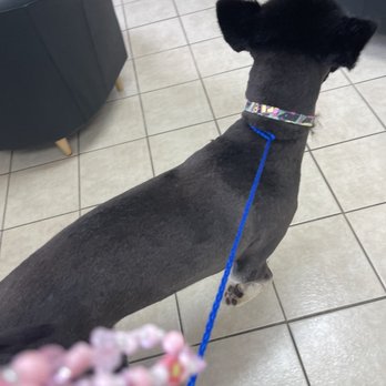 Amaya's Grooming - Pet Groomers Near Me - Houston, Texas