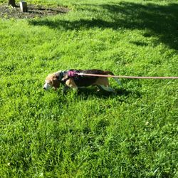 Withrow Nature Preserve - Henry doing what he does best, investigating smells.