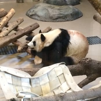 Toronto Zoo - Er Shun playing - Zoos Near Me - Toronto, Ontario Toronto Zoo - Er Shun playing - Zoos Near Me - Toronto, Ontario