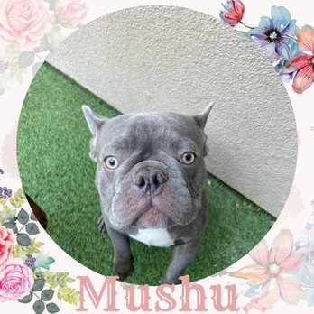 Doggie District - Mushu - Pet Groomers Near Me - Las Vegas, Nevada Doggie District - Mushu - Pet Groomers Near Me - Las Vegas, Nevada