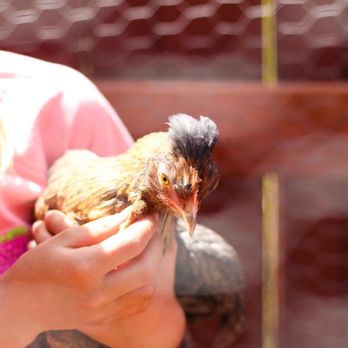 Dixie’s Mobile Mini Farm - Petting Zoos Near Me Dixie’s Mobile Mini Farm - Petting Zoos Near Me