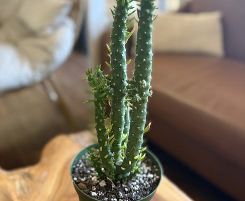 Plant Related Items - We sell all plant related items including but not limited to Soil, Fertilizer, Beginner friendly kits, Pots, Plant home decor, Plant classes
"Since I can remember back, I have always had plants, plants, and more plants in my home! I love to go to plant stores, and every time I did that, I swear, a plant would follow me home! My husband would say things like, "If you bring any more plants home, he is going to have to sleep in the garage!" To this day, my home is still full of plants.” - Kathy Plant Related Items - We sell all plant related items including but not limited to Soil, Fertilizer, Beginner friendly kits, Pots, Plant home decor, Plant classes
"Since I can remember back, I have always had plants, plants, and more plants in my home! I love to go to plant stores, and every time I did that, I swear, a plant would follow me home! My husband would say things like, "If you bring any more plants home, he is going to have to sleep in the garage!" To this day, my home is still full of plants.” - Kathy