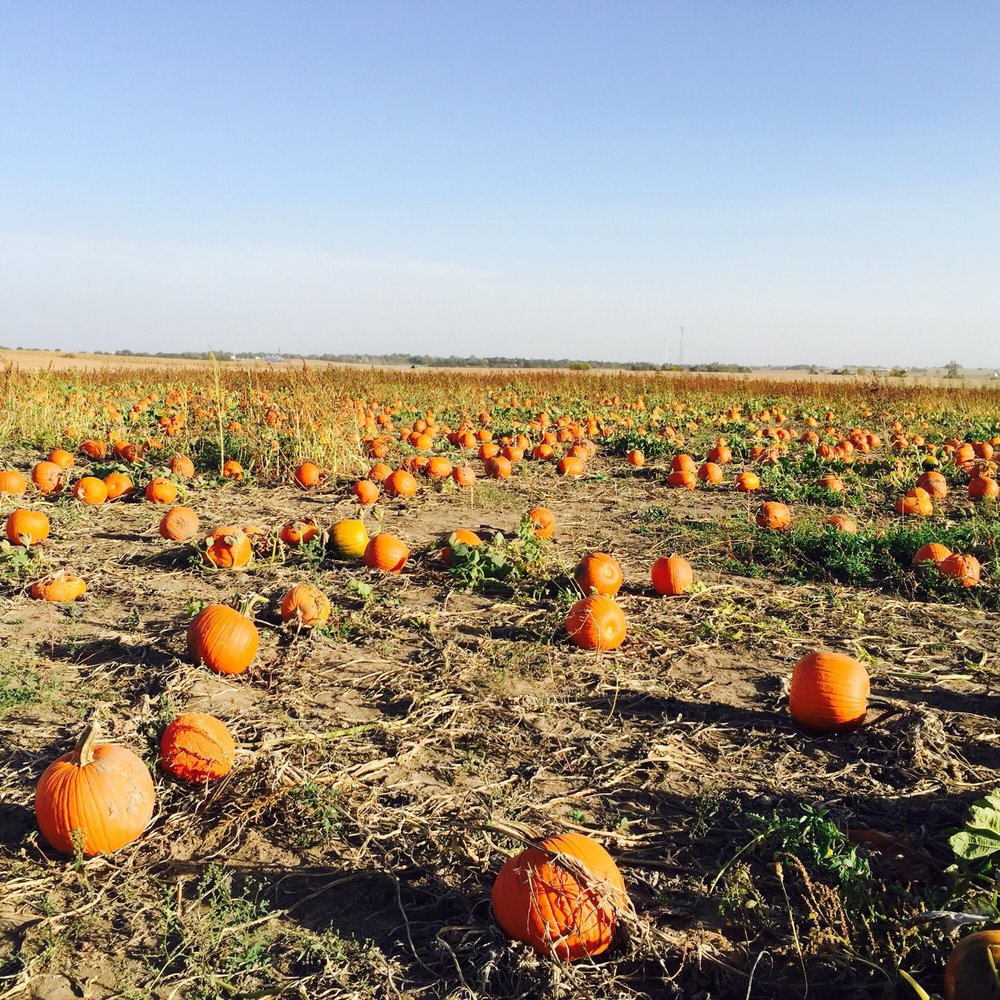 Keller's Farmstand - Pick Your Own Farms Near Me - Oswego, Illinois Keller's Farmstand - Pick Your Own Farms Near Me - Oswego, Illinois