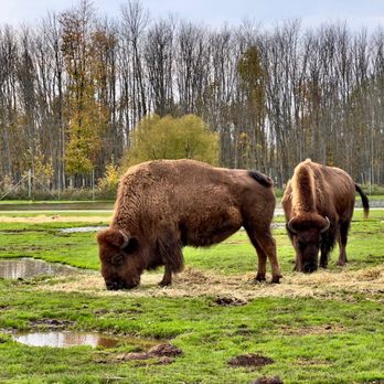 African Lion Safari - Zoos Near Me - Cambridge, Ontario African Lion Safari - Zoos Near Me - Cambridge, Ontario