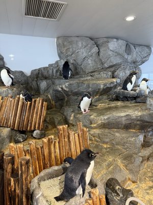 Osaka Aquarium Kaiyukan by null