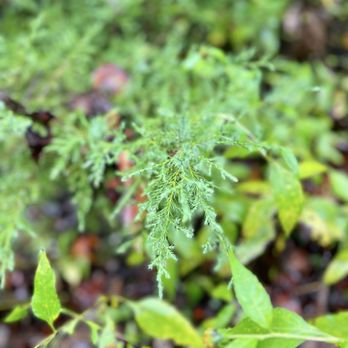 Natural Bridge State Park - Fern - Landmarks & Historical Buildings Near Me - Natural Bridge, Virginia Natural Bridge State Park - Fern - Landmarks & Historical Buildings Near Me - Natural Bridge, Virginia