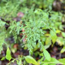 Natural Bridge State Park - Fern