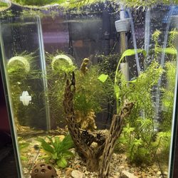 Uncle Ned's Fish Factory - Freshwater 10gal tall aquarium with sand/ stone mixed substrate, live plants, and cholla wood structures and decor.