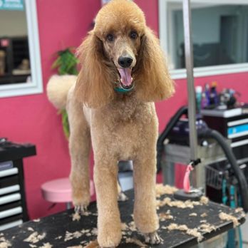 Bark Avenue - Pet Groomers Near Me - Deland, Florida