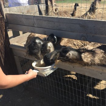 Ostrichland USA - Attraction Farms Near Me - Solvang, California