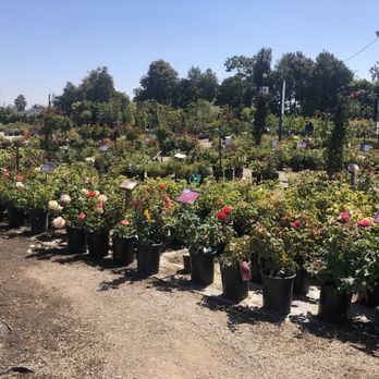 Regan Nursery - Nicely organized material. - Nurseries & Gardening Near Me - Fremont, California Regan Nursery - Nicely organized material. - Nurseries & Gardening Near Me - Fremont, California