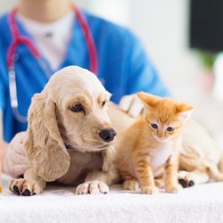 Sarasota Compounding Pharmacy
